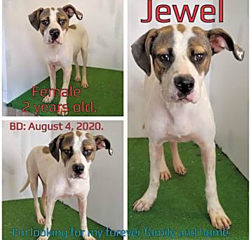 Photo of Jewell