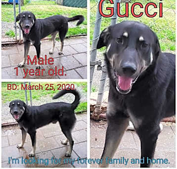 Photo of Gucci