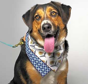 Photo of Schroeder