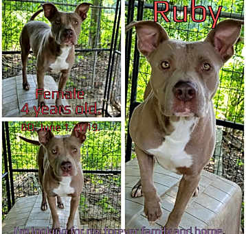 Photo of Ruby