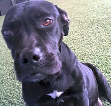Photo of Ada