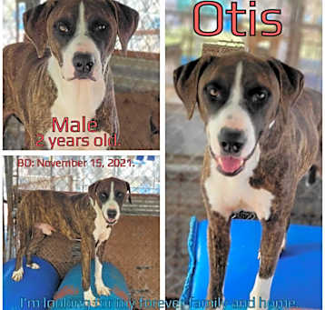 Photo of Otis