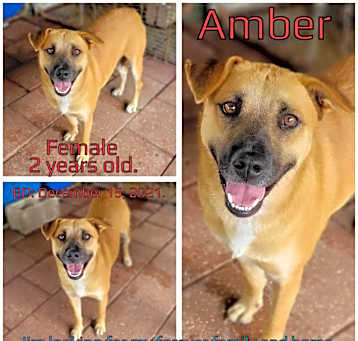 Photo of Amber