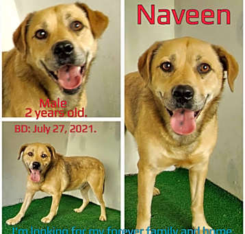 Photo of Naveen