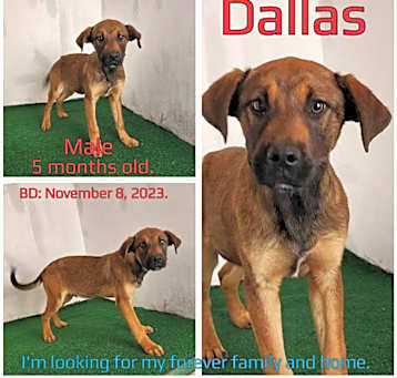 Photo of Dallas