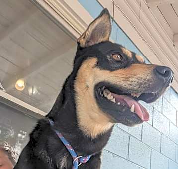 Photo of Buddy