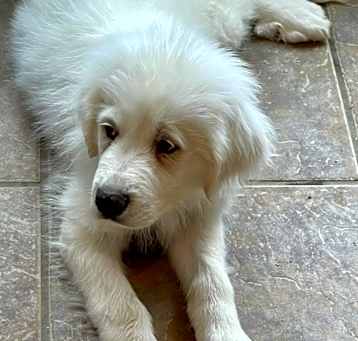 Photo of Aries