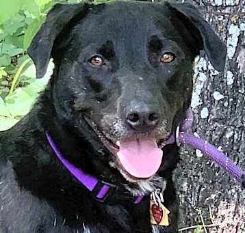 Photo of Shadow