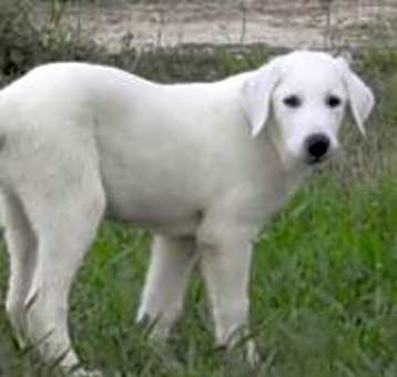 Photo of Patou