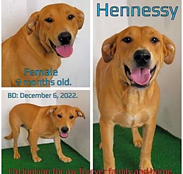 Photo of Hennessy