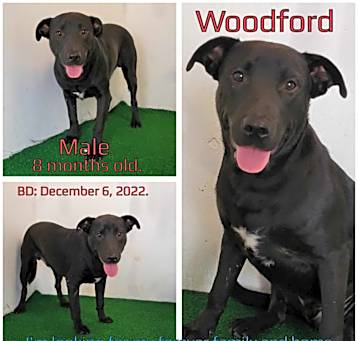 Photo of Woodford