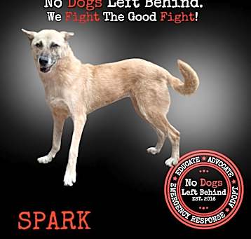 Photo of Spark 4625