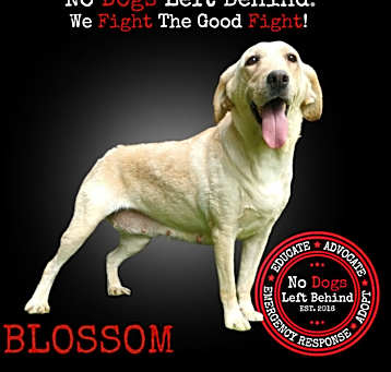 Photo of Blossom 8344