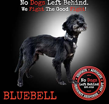 Photo of Bluebell 7505