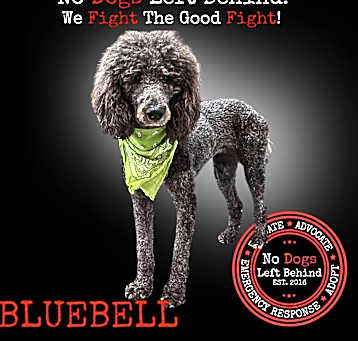 Photo of Bluebell 5361