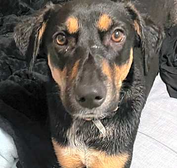 Photo of Millie