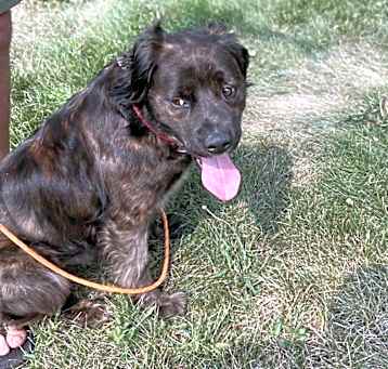 Photo of Loki