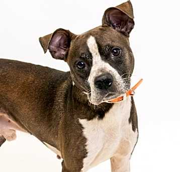 Photo of Rocko