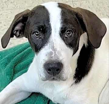 Photo of Merlot