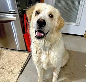 Photo of Harley