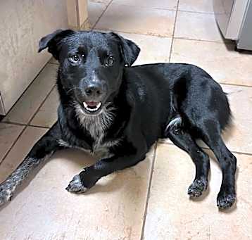 Photo of Roscoe