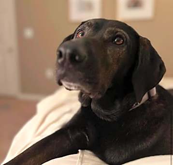 Photo of Lady (In Foster Home)