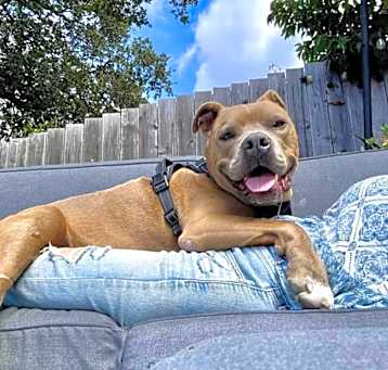 Photo of ROCKO
