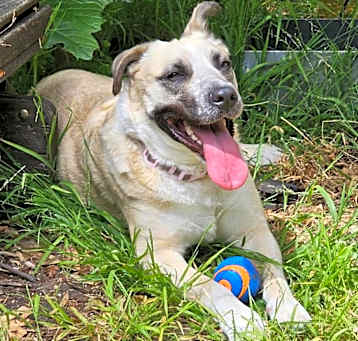 Photo of LADY DOGIVA now COOKIE