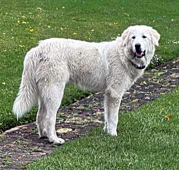 Photo of Sampson