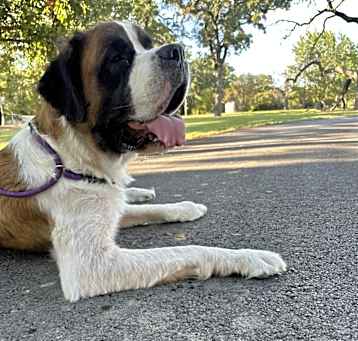 Photo of Bentley