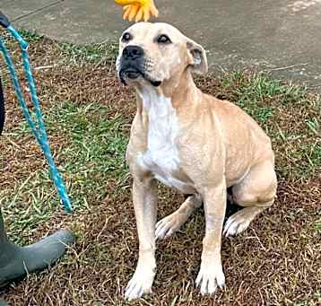 Photo of Rhonda (In Foster Home) (ADOPTION FEE SPONSORED)