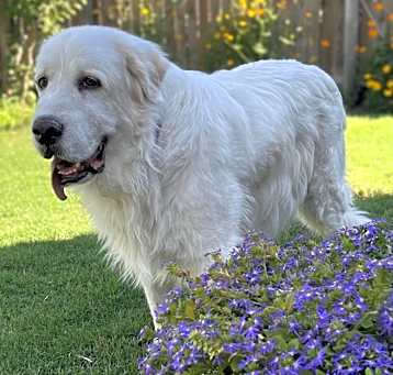Photo of Koda