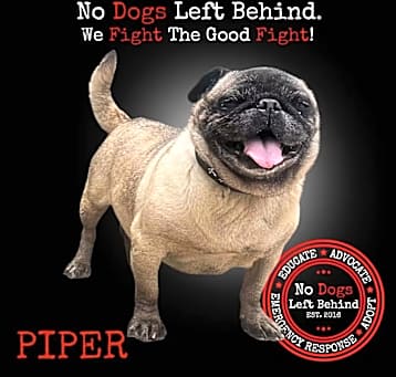 Photo of Piper 7612