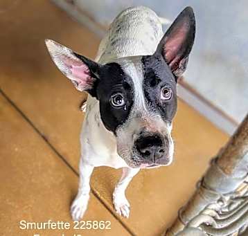Photo of Smurfette