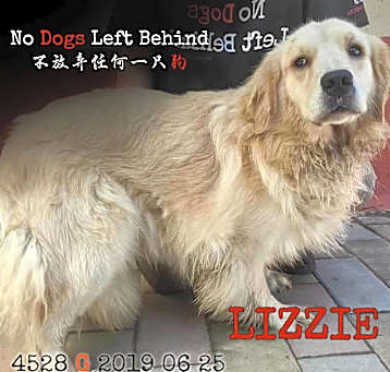 Photo of Lizzie 4528