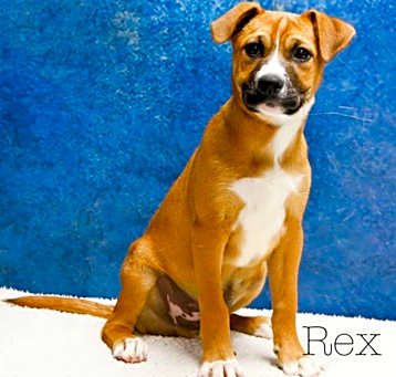 Photo of Rex