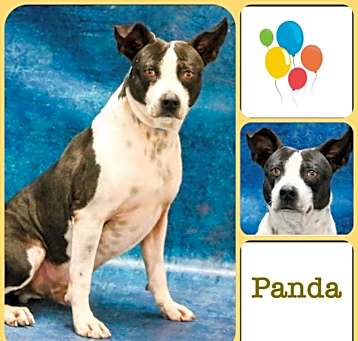 Photo of Chooch aka Panda