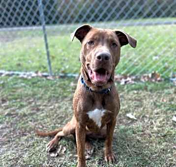 Photo of Rockzee (Duchess)