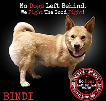 Photo of Bindi 9813