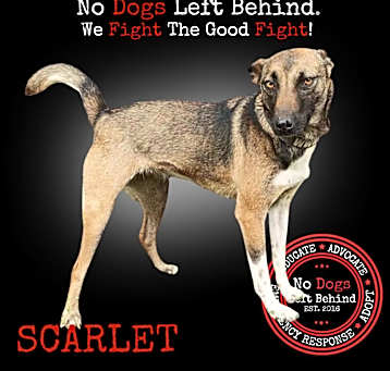 Photo of Scarlet 9887