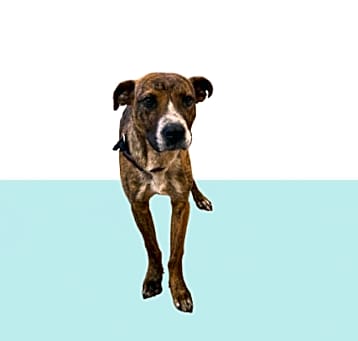 Photo of Armstrong