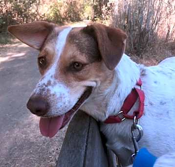 Photo of CINNAMON