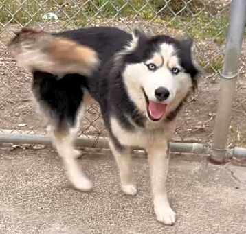 Photo of ALMA