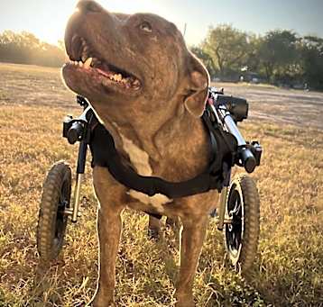 Photo of Forrest Gump AG aka Hardy JuM