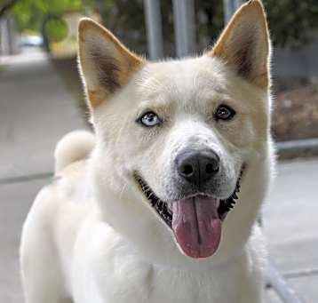 Photo of PONGO