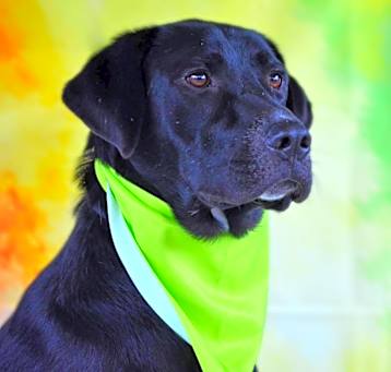 Photo of Bailey JR