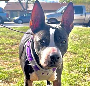 Photo of Samantha AKA Izzy DC*