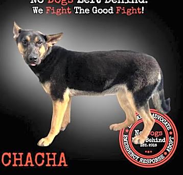 Photo of Chacha 9399