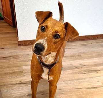 Photo of KODA