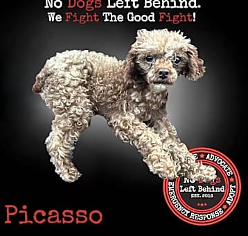 Photo of Picasso 3853